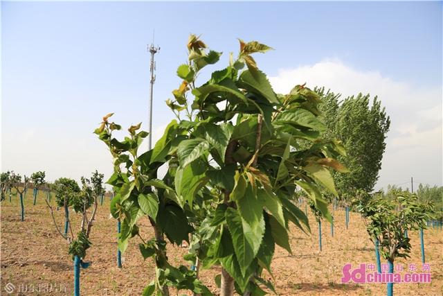 ����ɽɽ���޸�